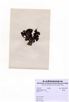 藏品(圈扇藻)的圖片